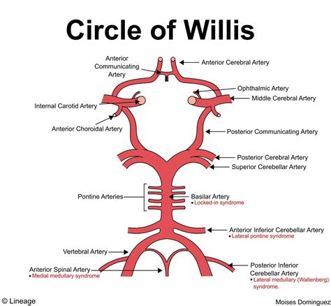 Circle Of Willis Anatomy