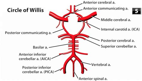 Circle Of Willis Radiology