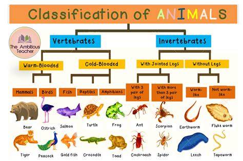 Classification Of Animals