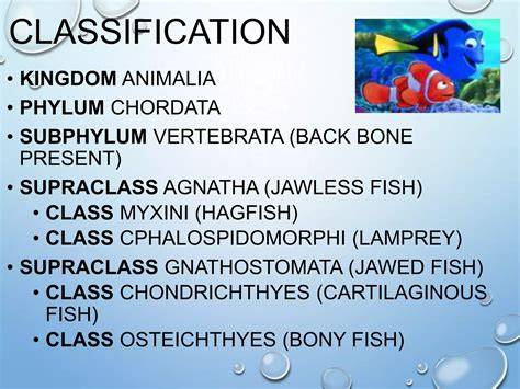 Classification Of Fish From Kingdom To Species