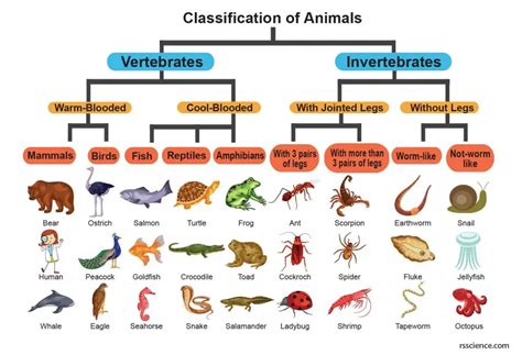 Classification Of Kingdom Animalia