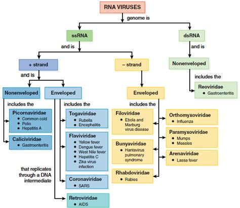 Classification Of Viruses Pdf