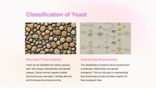 Classification Of Yeast