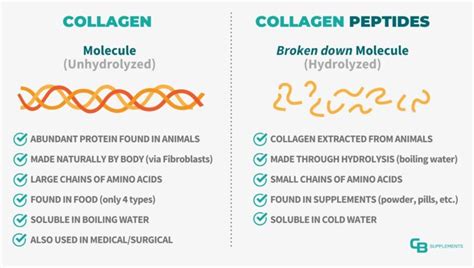 Collagen Vs Collagen Peptides