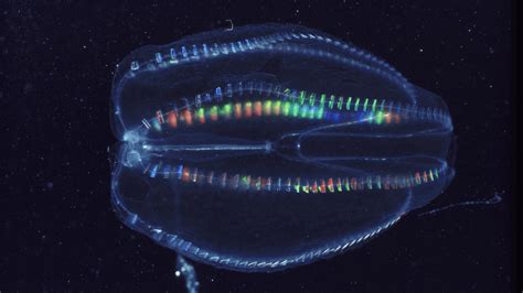 Comb Jelly Do They Sting