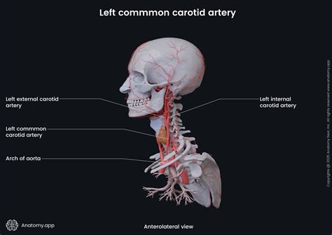 Common Carotid Artery Pronunciation