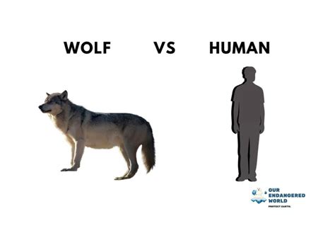 Compared To Vs Compared With Humans