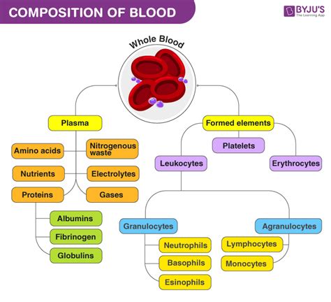 Components Of Blood And Their Functions
