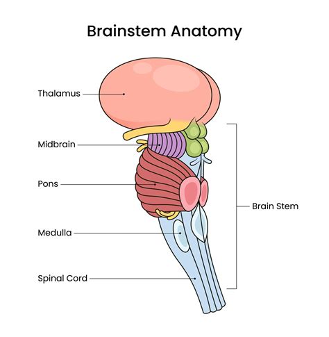 Components Of Brainstem