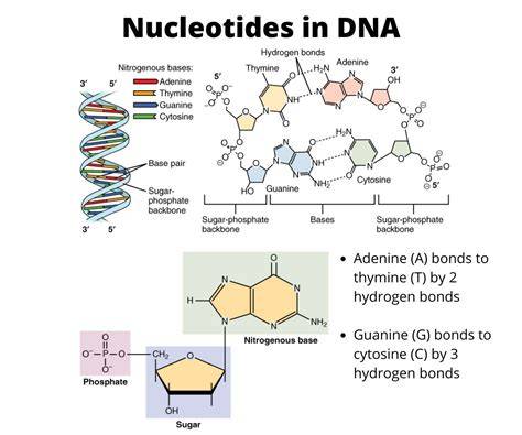 Components Of Dna Nucleotides