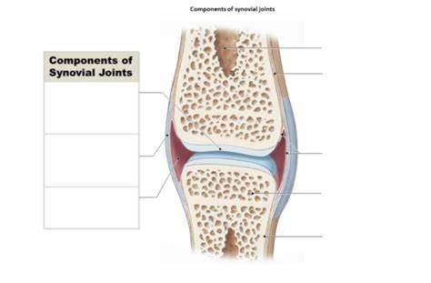 Components Of Joints