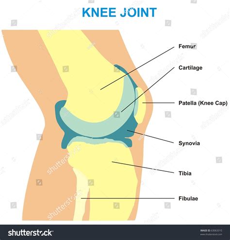 Components Of Knee Joint