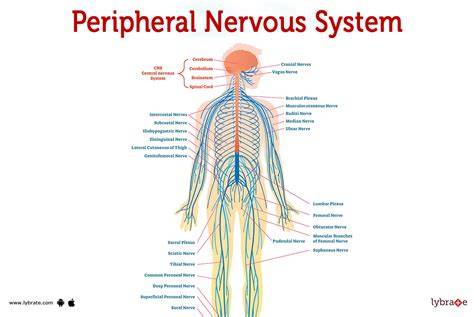 Components Of Peripheral Nervous System