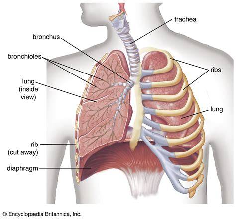 Components Of Respiratory System