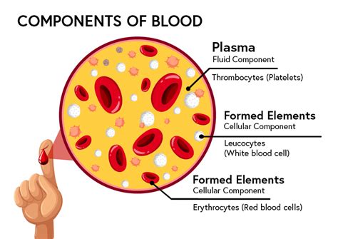 Components Of The Blood