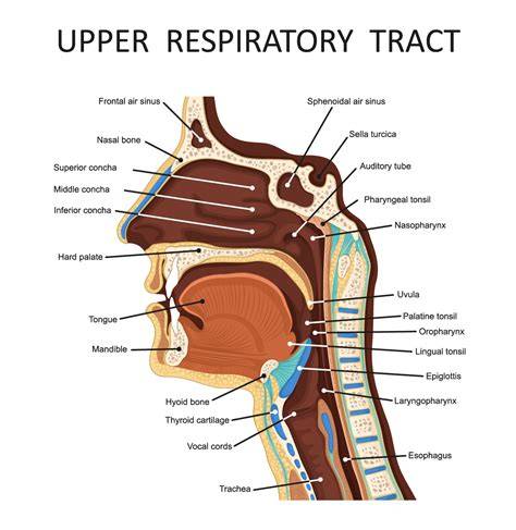 Components Of Upper Respiratory Tract
