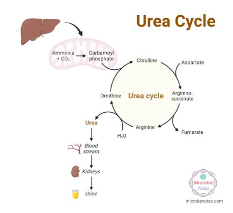 Components Of Urea