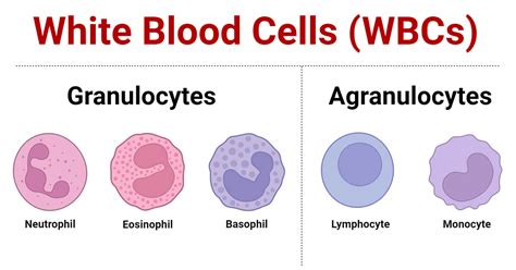Components Of White Blood Cells