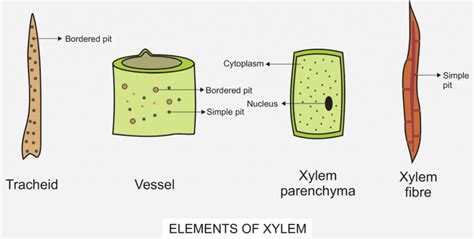 Components Of Xylem