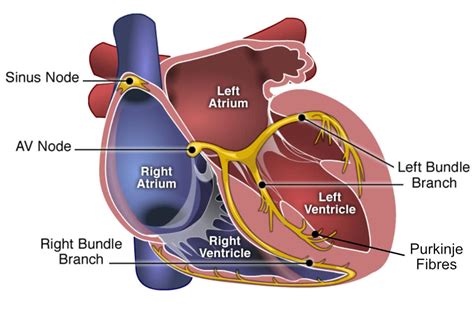 Conduction Of The Heart