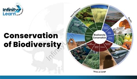 Conservation Of Biodiversity Meaning In Tamil