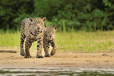 Conservation Of Jaguar