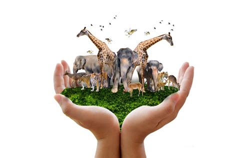 Conservation Of Species