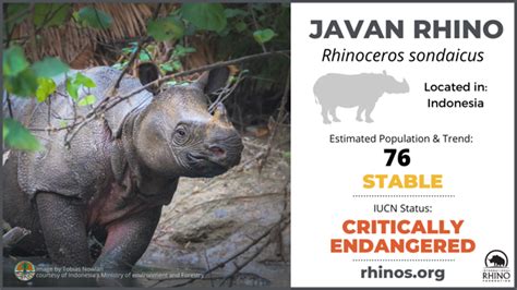 Conservation Status Of Javan Rhino