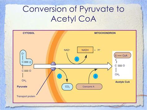 Conversion Of Pyruvate To Acetyl Coa