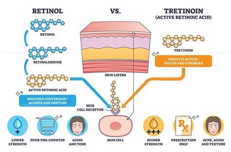 Conversion Of Retinol To Tretinoin