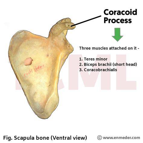 Coracoid Process Of Scapula