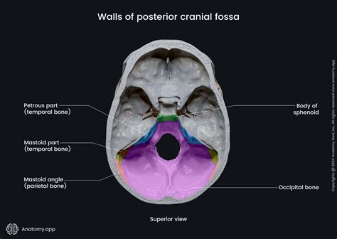 Cranial Fossa Posterior