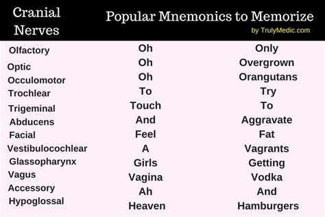 Cranial Nerve Mnemonic Dirty