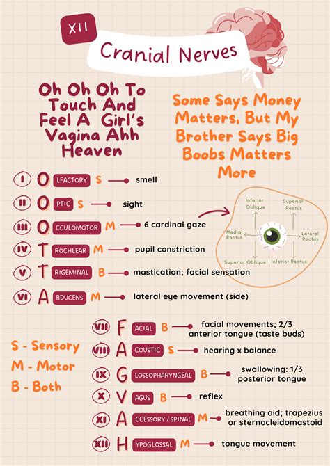 Cranial Nerves Mnemonic