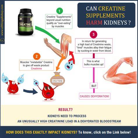 Creatine Does It Cause Kidney Stones