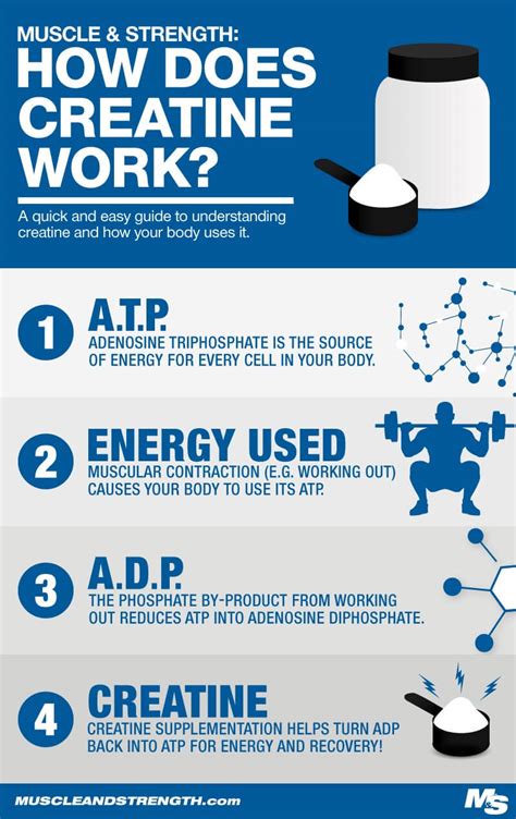 Creatine Does It Help Build Muscle