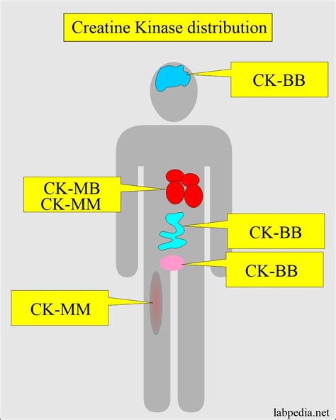 Creatine Kinase Low