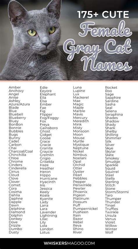 Cute Gray Kitten Names