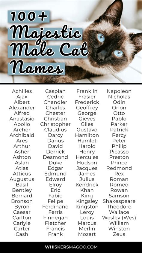 Cute Names For Cats Male