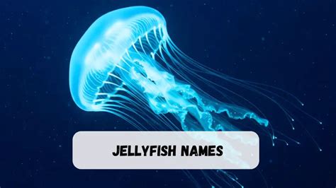 Cute Names For Jellyfish