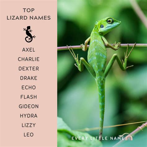 Cute Names For Lizards