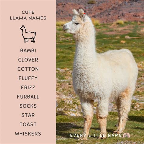 Cute Names For Llamas