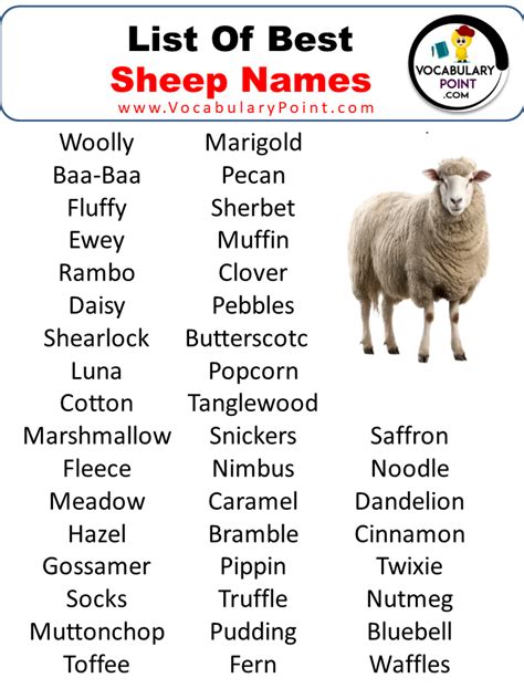 Cute Names For Sheep