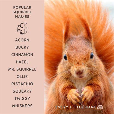 Cute Names For Squirrels