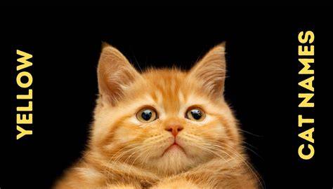 Cute Names For Yellow Animals
