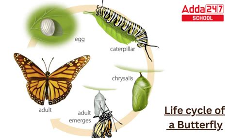 Cycle Of Butterfly Drawing