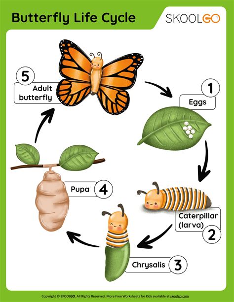 Cycle Of Butterfly For Kids