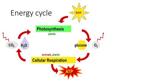 Cycle Of Energy