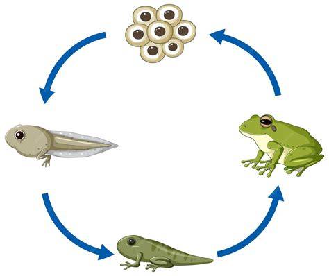 Cycle Of Frog