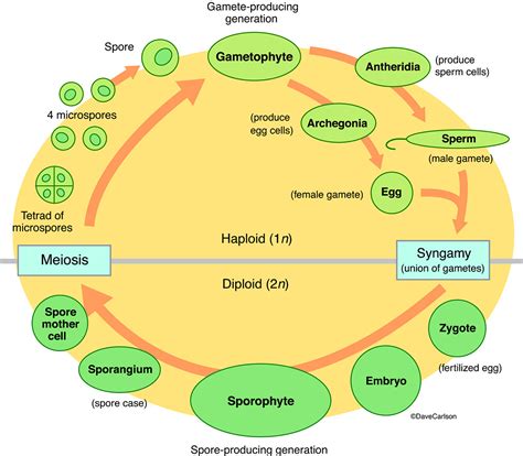 Cycle Of Generations